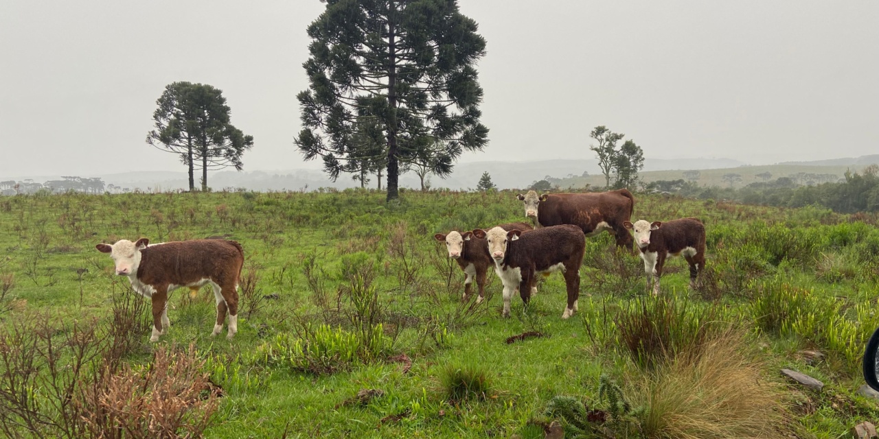 Melhoramento Genético é desenvolvido pela Prefeitura de Lages e já viabilizou entrega superior a sete mil doses de sêmen de gado de leite e corte