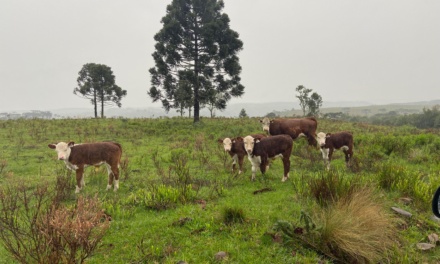Melhoramento Genético é desenvolvido pela Prefeitura de Lages e já viabilizou entrega superior a sete mil doses de sêmen de gado de leite e corte