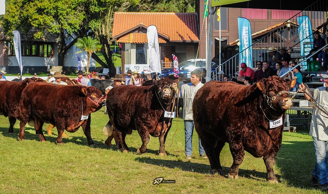 Catarinense Aristorides Melo será jurado das raças Devon e Bravon na Expointer 2025