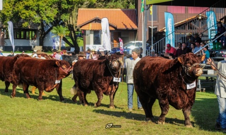 Catarinense Aristorides Melo será jurado das raças Devon e Bravon na Expointer 2025