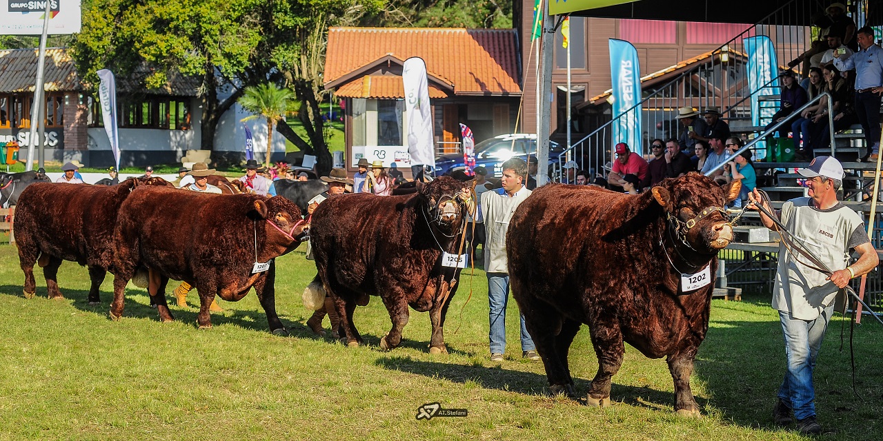 Catarinense Aristorides Melo será jurado das raças Devon e Bravon na Expointer 2025