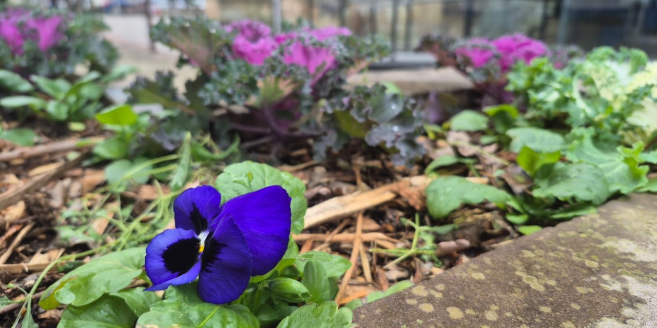 Paisagismo em Lages recebe mais de sete mil novas flores
