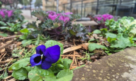 Paisagismo em Lages recebe mais de sete mil novas flores