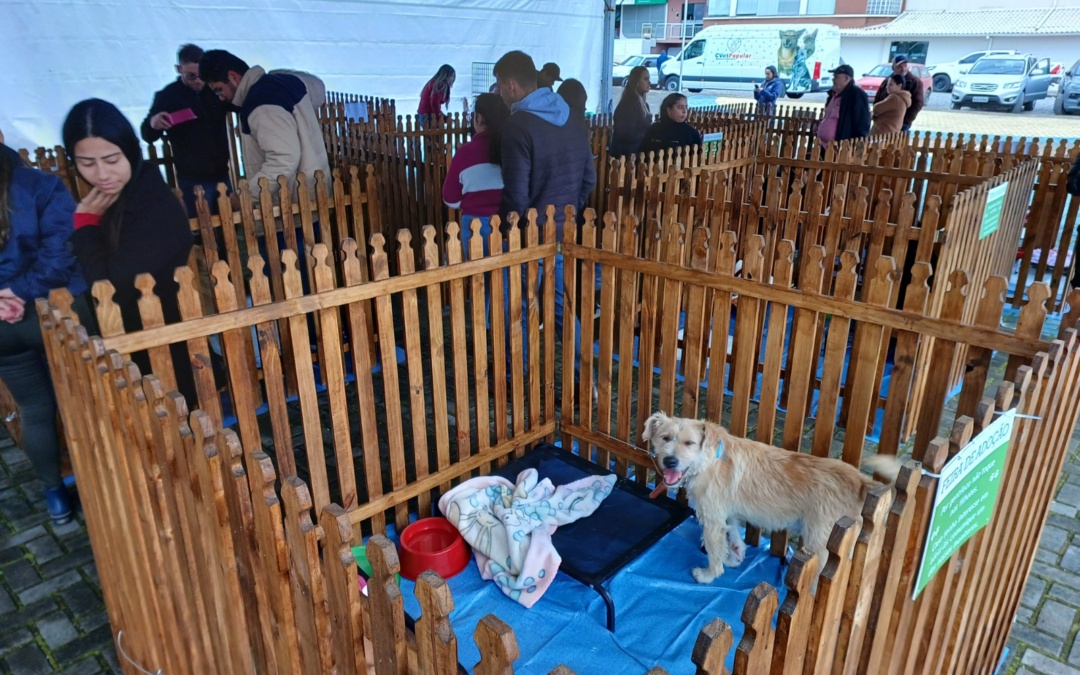 Feira de Adoção garante novos lares para cães em Otacílio Costa