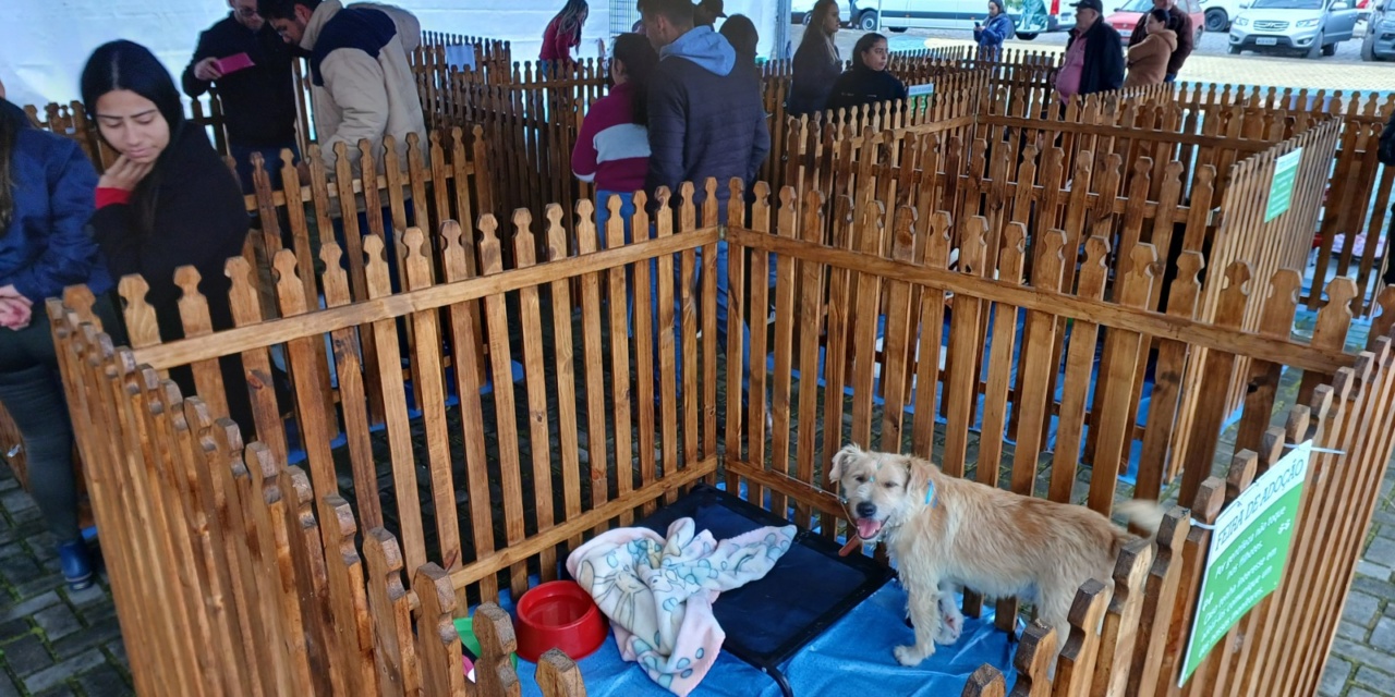 Feira de Adoção garante novos lares para cães em Otacílio Costa