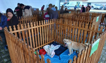 Feira de Adoção garante novos lares para cães em Otacílio Costa