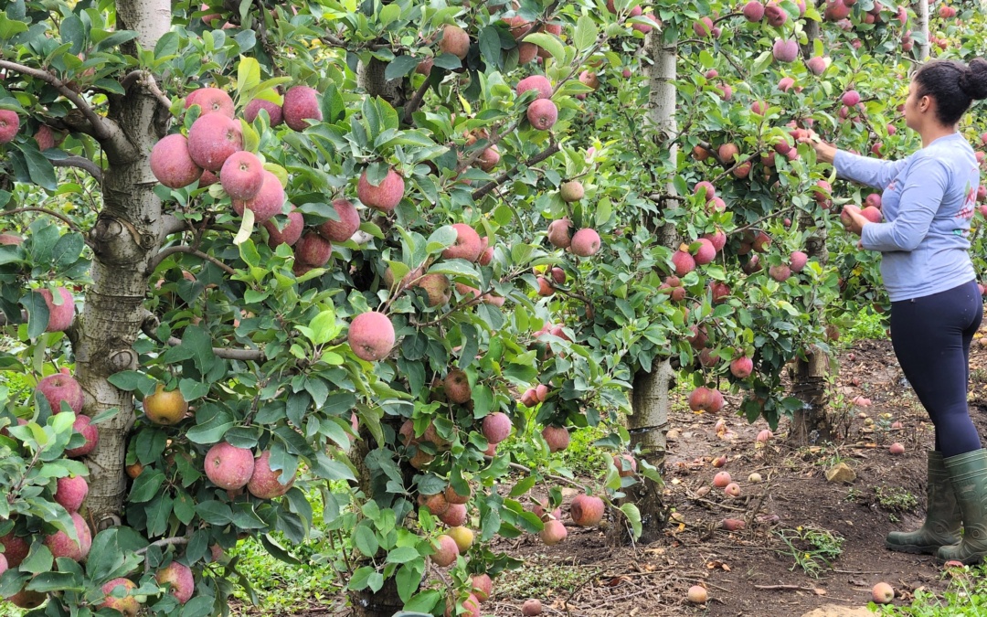 Com apoio da Epagri, Serra Catarinense garante R$ 2 milhões no Programa de Aquisição de Alimentos