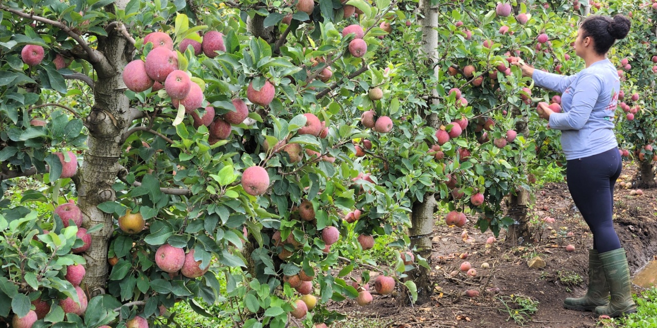 Com apoio da Epagri, Serra Catarinense garante R$ 2 milhões no Programa de Aquisição de Alimentos