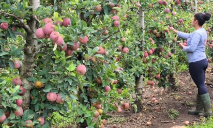 Com apoio da Epagri, Serra Catarinense garante R$ 2 milhões no Programa de Aquisição de Alimentos