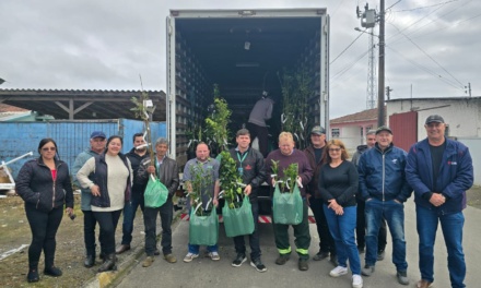 Mais de 700 mudas frutíferas são entregues a produtores de Otacílio Costa