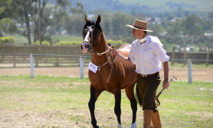 Programação da Expolages 2025 reforça foco em leilões e mostra de raças