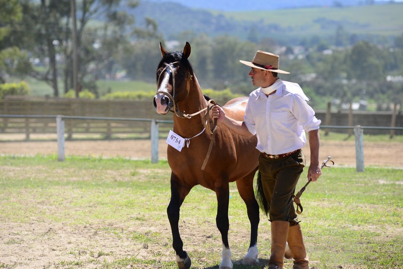 Programação da Expolages 2025 reforça foco em leilões e mostra de raças