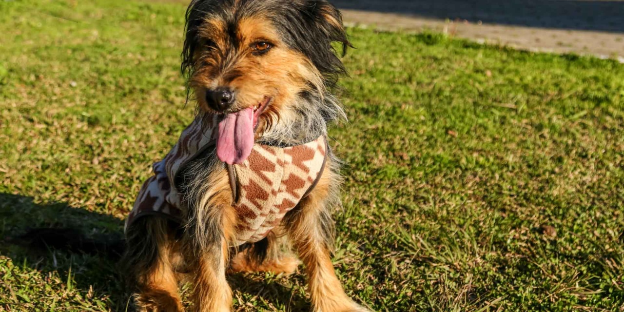 Lages fortalece compromisso com o bem-estar animal e impulsiona o número de castrações de cães e gatos