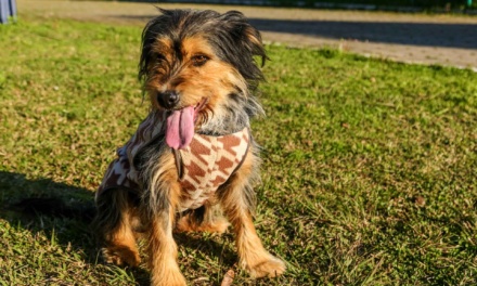 Lages fortalece compromisso com o bem-estar animal e impulsiona o número de castrações de cães e gatos