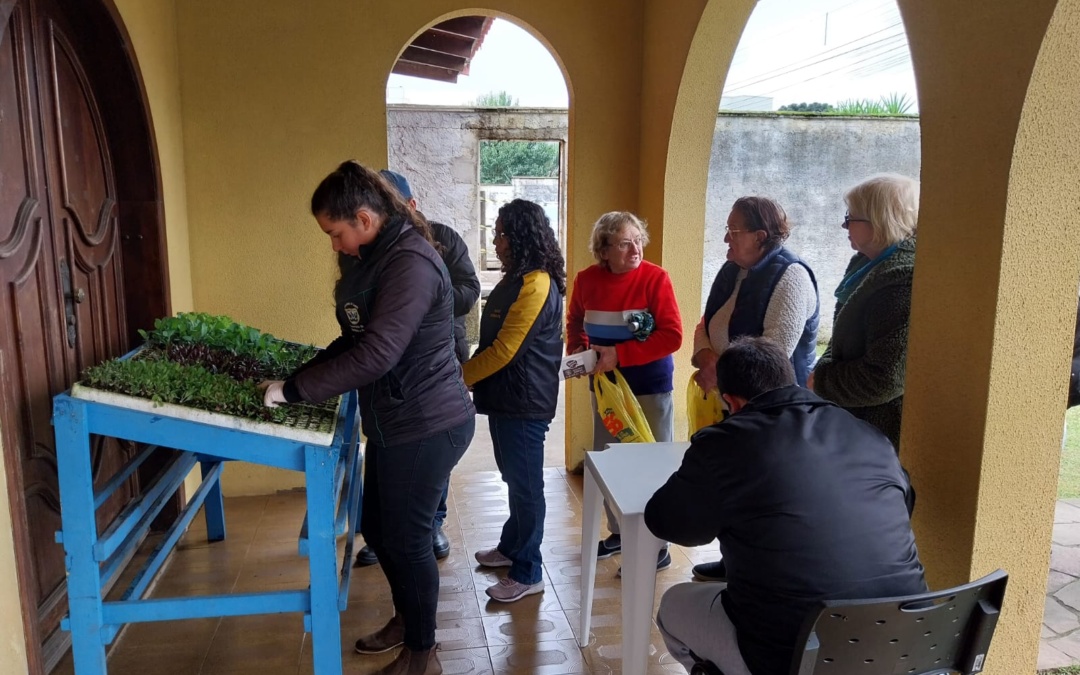 Mudas de hortaliças são distribuídas junto à Secretaria Municipal de Agricultura