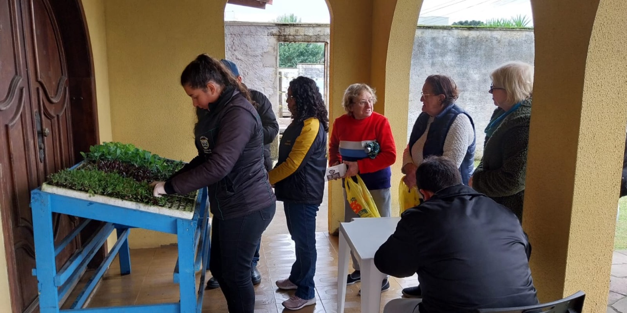 Mudas de hortaliças são distribuídas junto à Secretaria Municipal de Agricultura