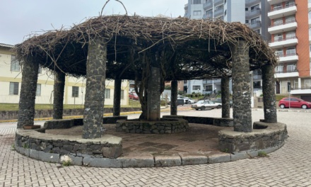 Prefeitura realiza poda inédita no Parque Jonas Ramos e promove limpeza completa do espaço