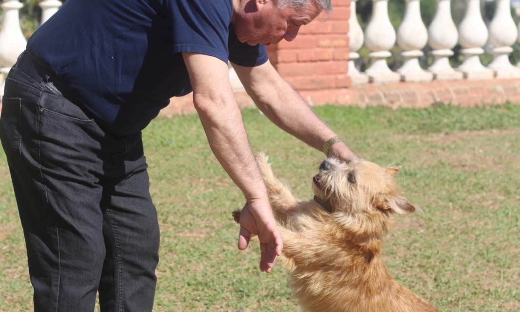 Alesc aprova Dia da Conscientização sobre a Castração Animal