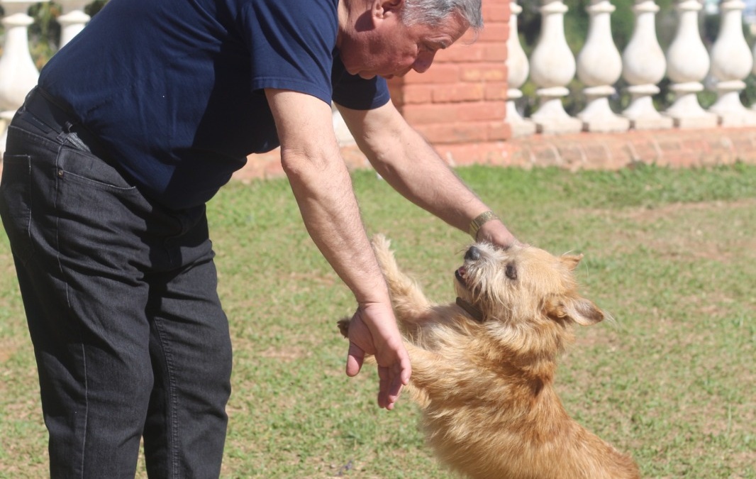 Alesc aprova Dia da Conscientização sobre a Castração Animal