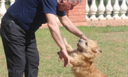 Alesc aprova Dia da Conscientização sobre a Castração Animal