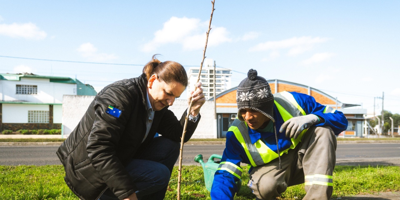 Lages: plantio de cerejeiras japonesas embeleza a avenida Dom Pedro II