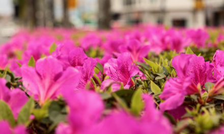 Primavera colore a avenida Luiz de Camões com flores azaleias