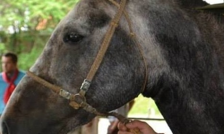 Expolages 2025 terá atrações especiais para as famílias no fim de semana do Dia das Crianças