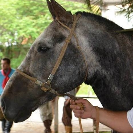 Expolages 2025 terá atrações especiais para as famílias no fim de semana do Dia das Crianças