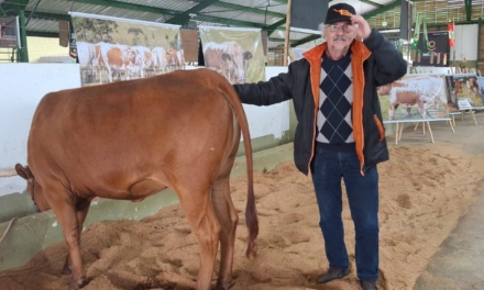 Raça Crioula Lageana mantém presença marcante na Expolages