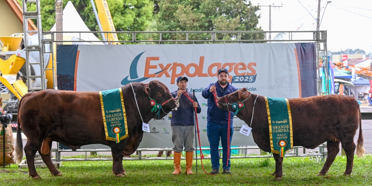 Cabanhas catarinenses e gaúchas levam grandes campeonatos da raça Devon na ExpoLages 2025