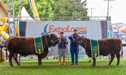 Cabanhas catarinenses e gaúchas levam grandes campeonatos da raça Devon na ExpoLages 2025