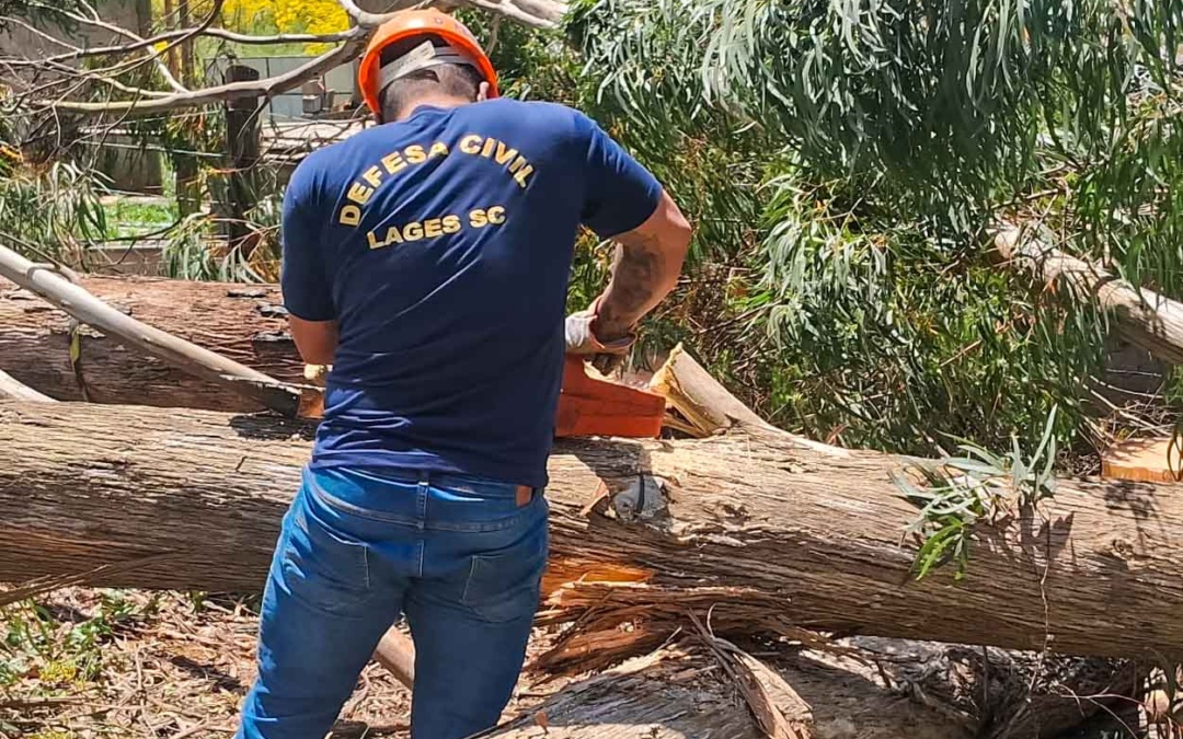Defesa Civil de Lages faz remoção de árvores com risco de queda e mantém ações preventivas contínuas