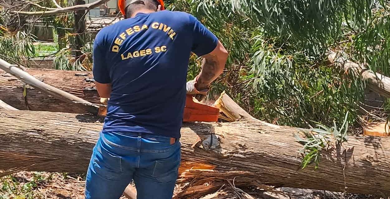 Defesa Civil de Lages faz remoção de árvores com risco de queda e mantém ações preventivas contínuas