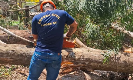 Defesa Civil de Lages faz remoção de árvores com risco de queda e mantém ações preventivas contínuas