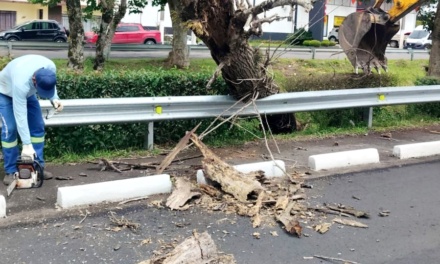 Árvores com risco de queda são preventivamente retiradas na Avenida Belisário Ramos