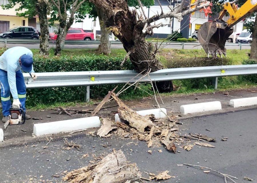 Árvores com risco de queda são preventivamente retiradas na Avenida Belisário Ramos