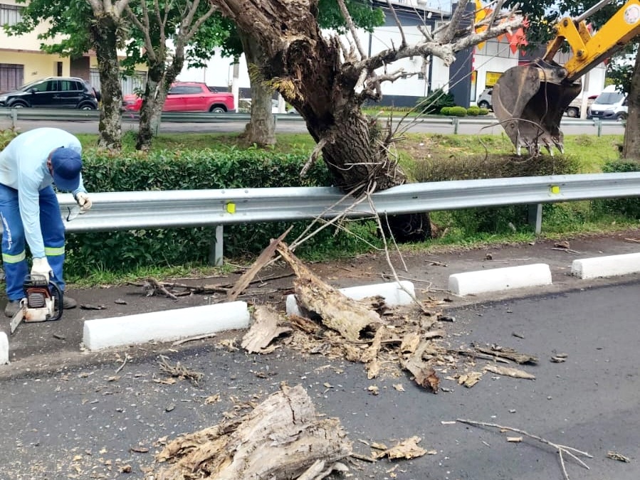 Árvores com risco de queda são preventivamente retiradas na Avenida Belisário Ramos