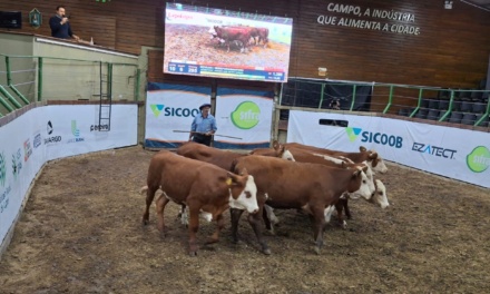 2º Leilão Agro do Bem já tem data definida para acontecer