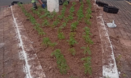 Secretaria de Serviços Públicos inicia semana com ações de poda, roçada e jardinagem em diversos pontos da cidade