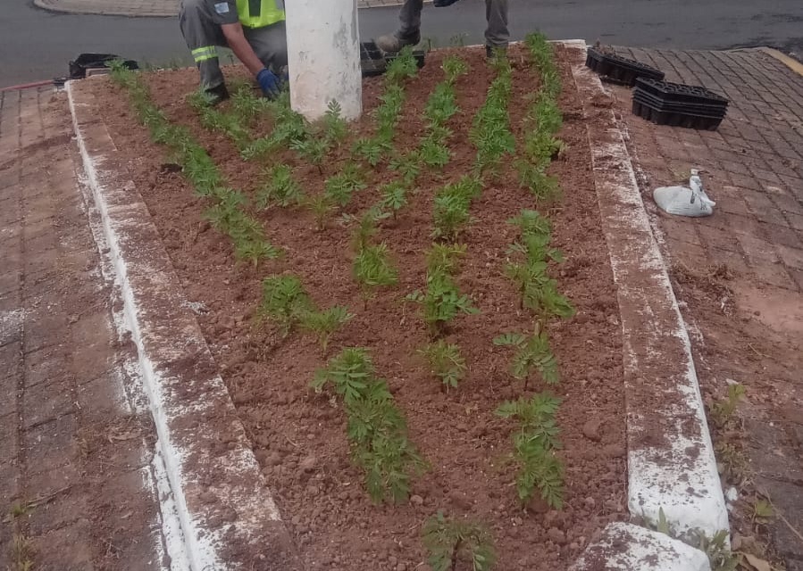 Secretaria de Serviços Públicos inicia semana com ações de poda, roçada e jardinagem em diversos pontos da cidade