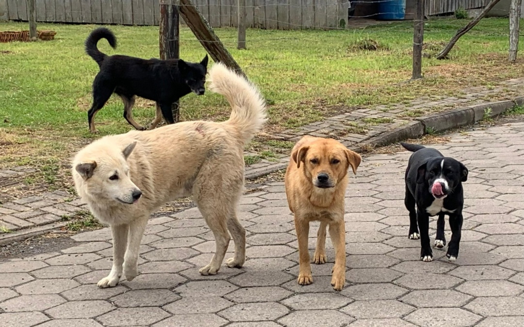 Prefeito Fabiano sanciona lei que institui o Plano Municipal de Proteção e Bem-Estar Animal em Otacílio Costa