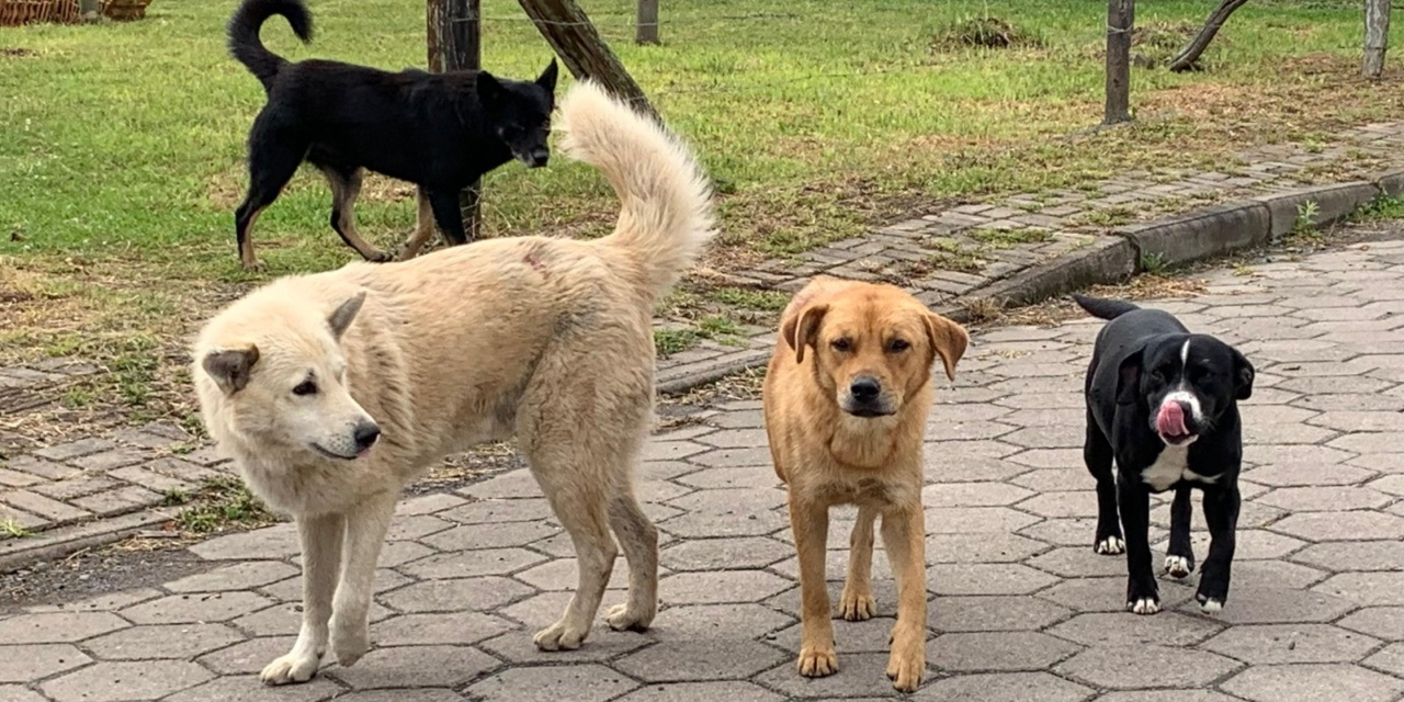 Prefeito Fabiano sanciona lei que institui o Plano Municipal de Proteção e Bem-Estar Animal em Otacílio Costa