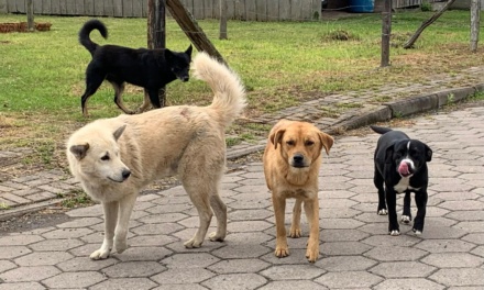 Prefeito Fabiano sanciona lei que institui o Plano Municipal de Proteção e Bem-Estar Animal em Otacílio Costa