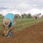 Deputado mobiliza debate sobre medidas de apoio aos produtores de cebola