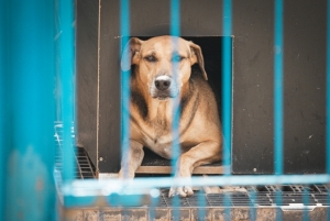 Proteção Animal:Caso do cão Orelha reforça protagonismo do Parlamento catarinense na proteção animal