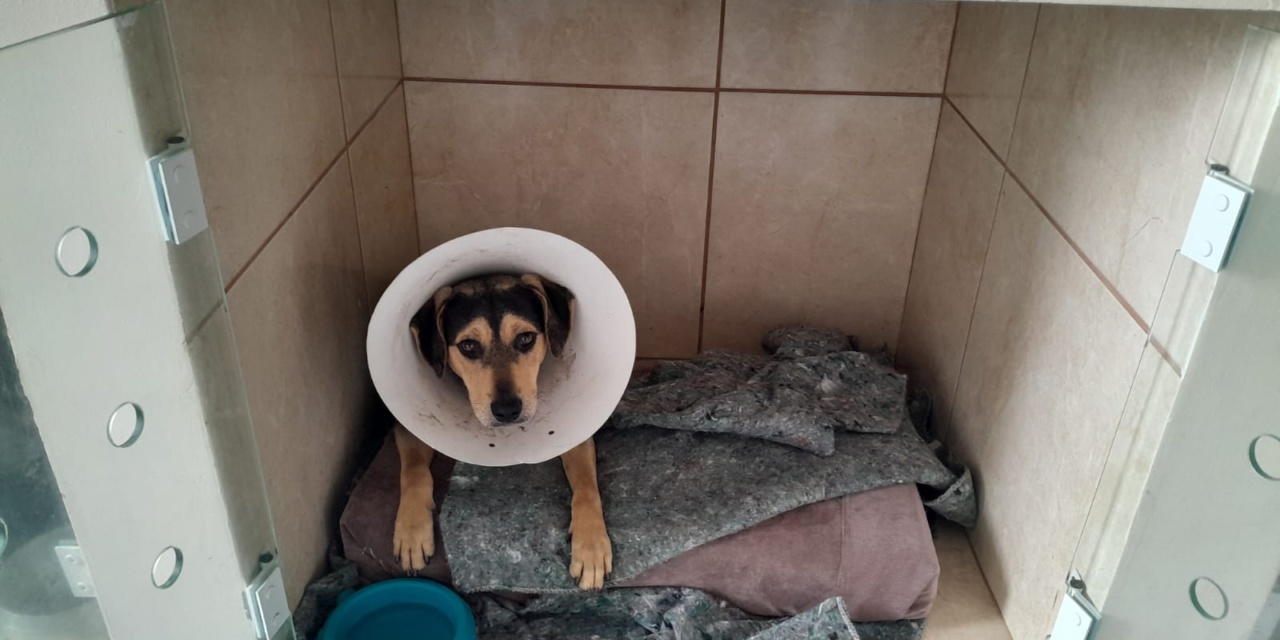 Cobea registra números expressivos nas ações para o bem-estar animal no mês de janeiro