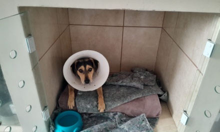 Cobea registra números expressivos nas ações para o bem-estar animal no mês de janeiro