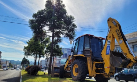 Prefeitura inicia retirada de araucárias do canteiro central da Avenida Presidente Vargas para melhorar fluxo viário