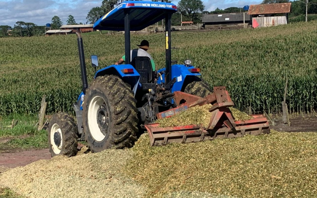 Otacílio Costa deve registrar safra recorde de silagem em 2026