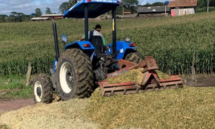 Otacílio Costa deve registrar safra recorde de silagem em 2026